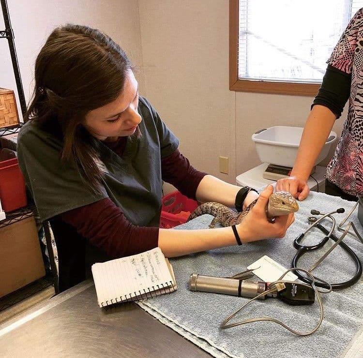 Finding the Reptile Vet of Your Dreams