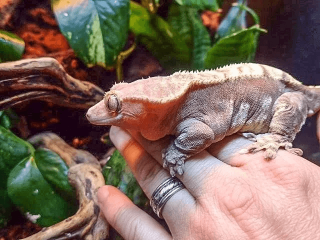 obese crested gecko