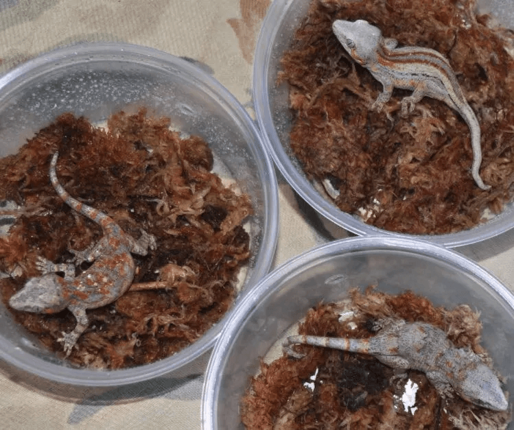 juvenile geckos in high humidity plastic cups