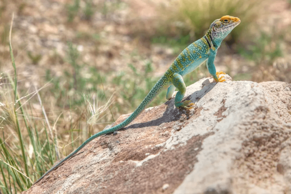 collared lizard