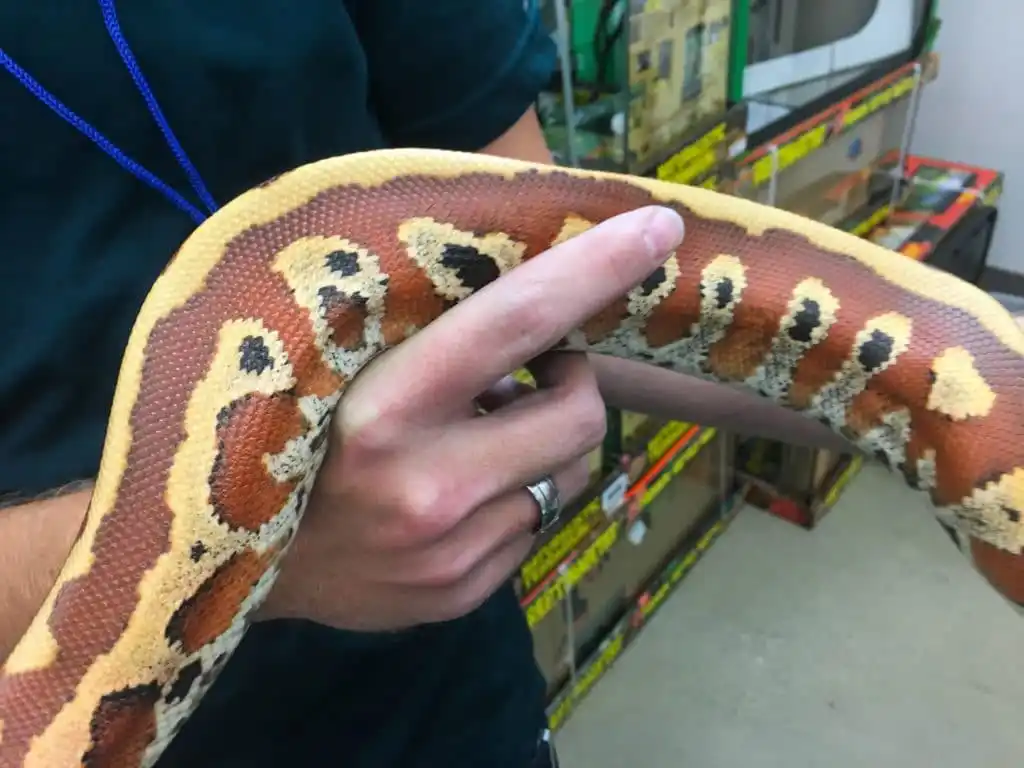 Blood python (Python brongersmai)