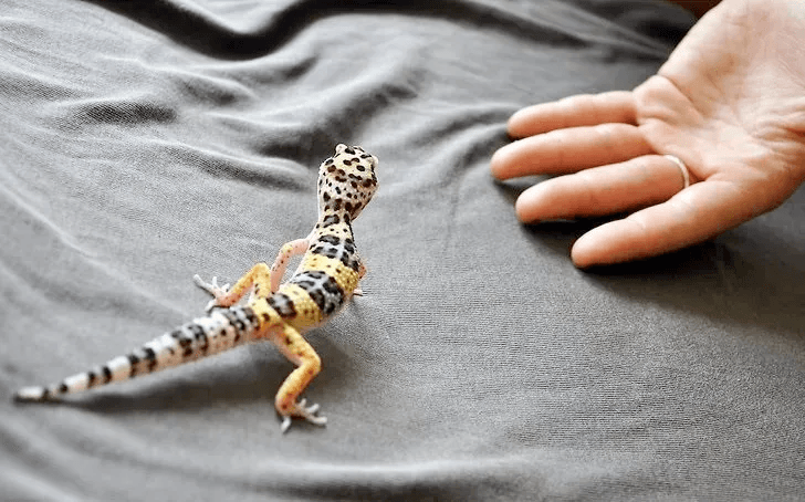 Hand in front of leopard gecko