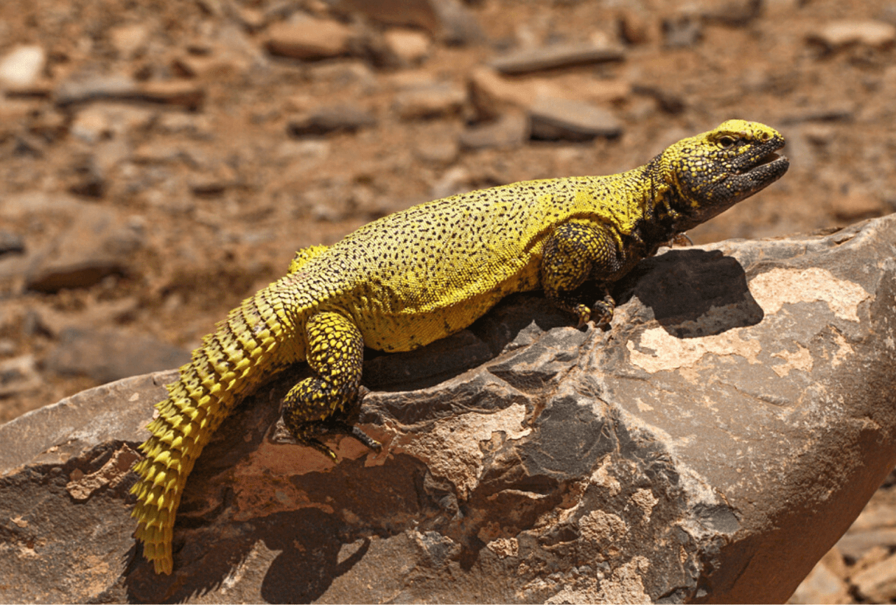uromastyx