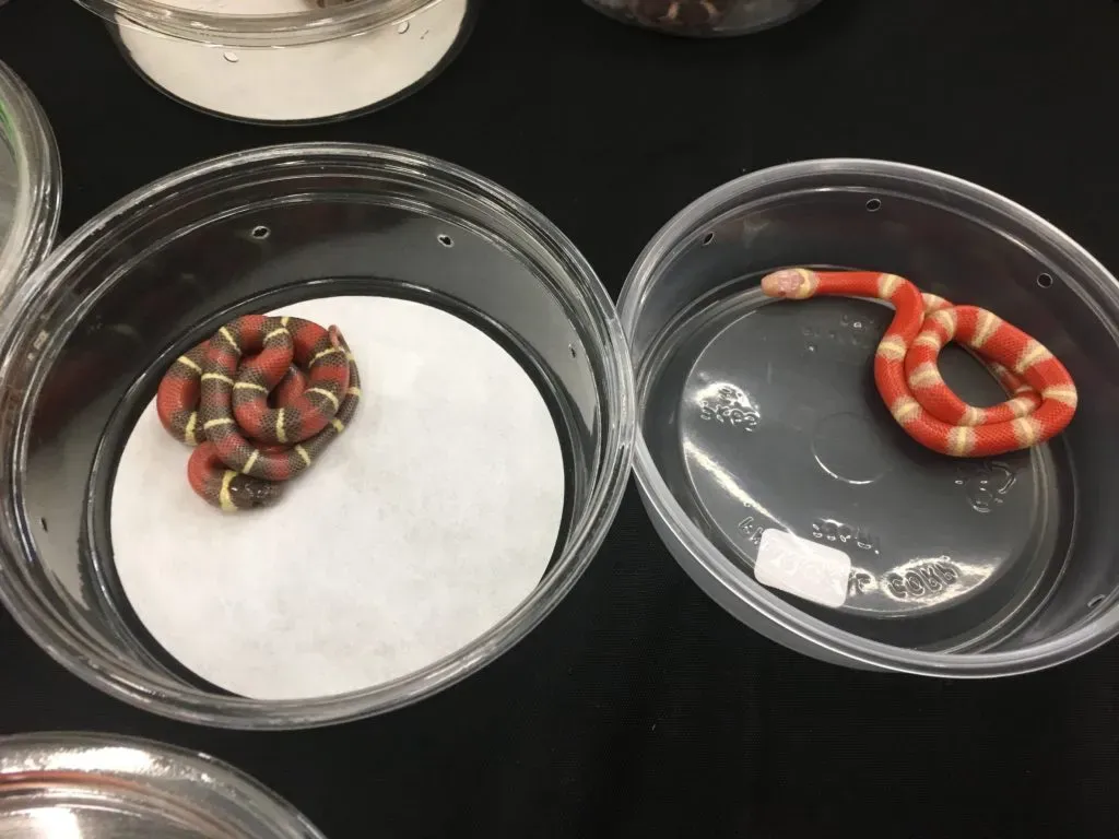 T+ (left) and T- (right) Nelson’s milksnakes