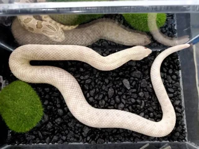 Snow conda morph hognose snake