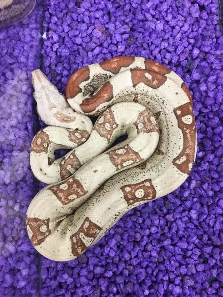 Jungle VPI