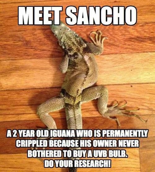 Do You Have What it Takes for Reptile Rescue?