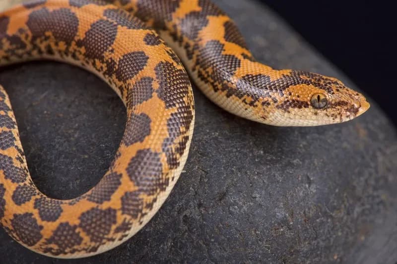 Kenyan Sand Boa on a black stone