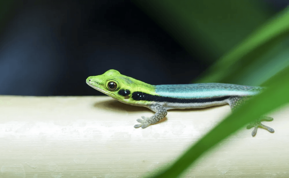 neon day gecko
