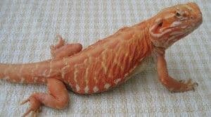 red Italian silkback bearded dragons