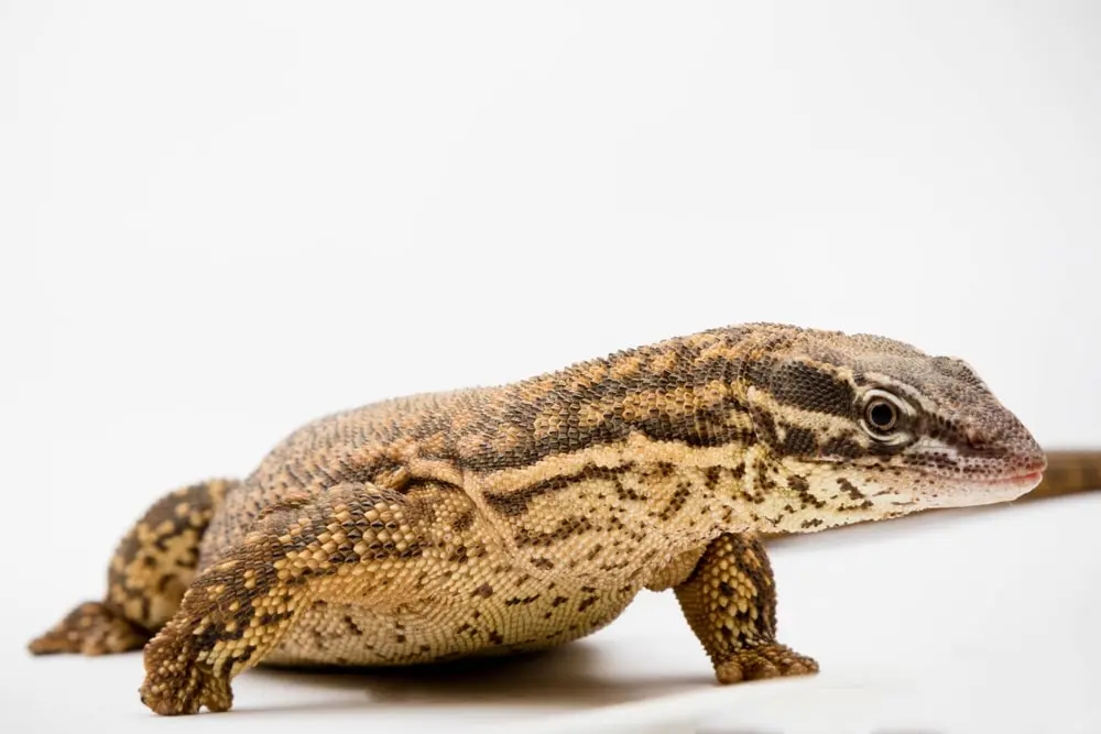 ackie monitor missing toes