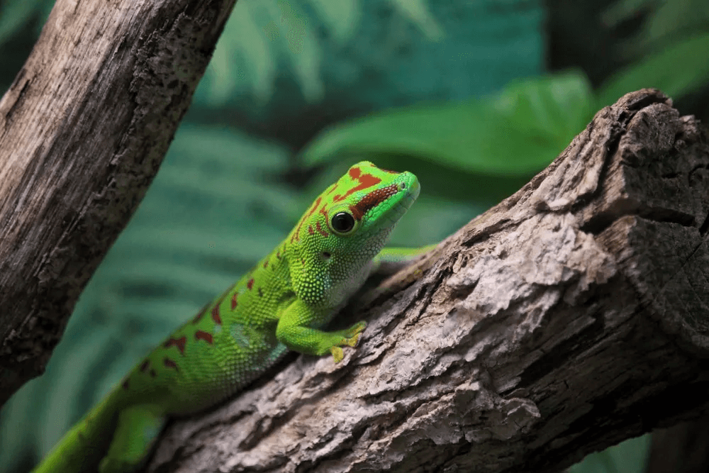 giant day gecko