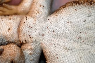 bearded dragon with mites