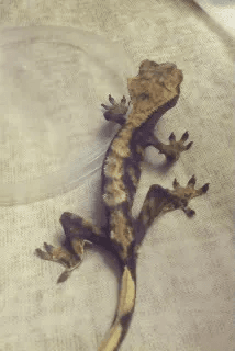 Skinny crested gecko