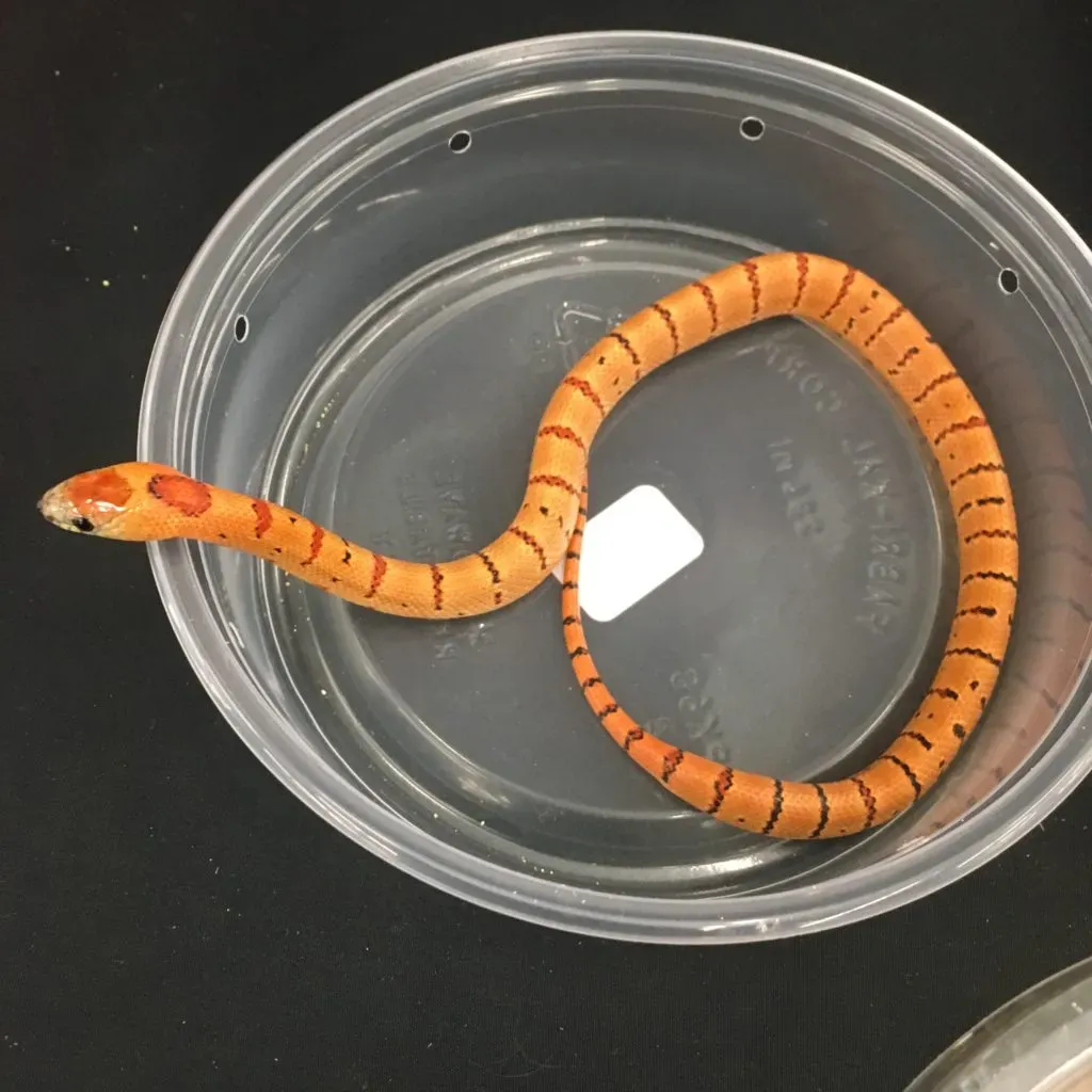 Pinstripe banded Leonis kingsnake
