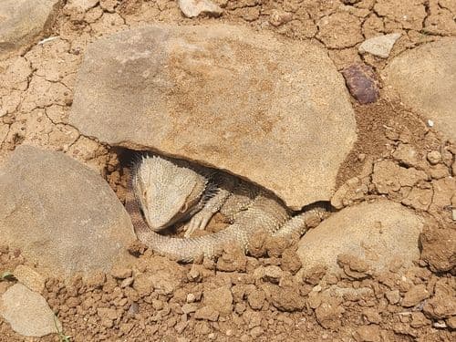 bearded dragon in burrow (humid hide)