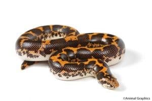 How Big Can Snakes Get?