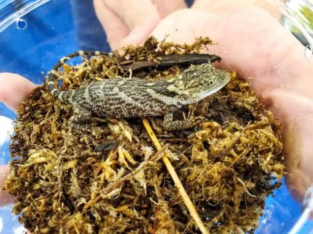 Newman's knob-scaled lizard