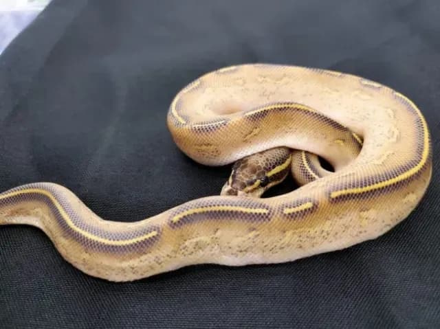 Highway morph