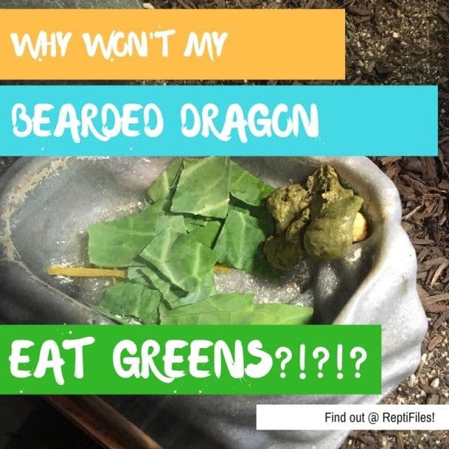 Help! My Bearded Dragon Won’t Eat Greens