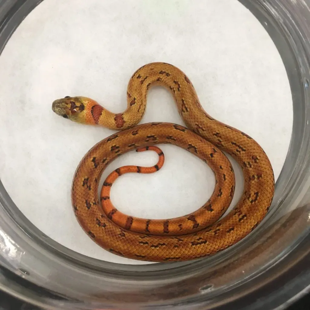 Patternless project Leonis kingsnake