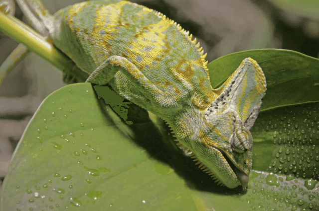 How to Treat a Dehydrated Lizard (and Other Reptiles)