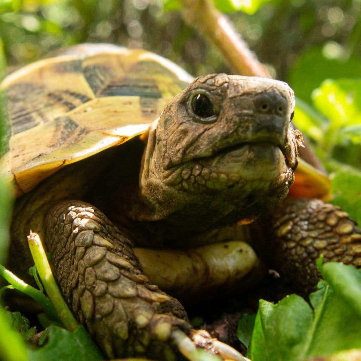 tortoise amongst leaves