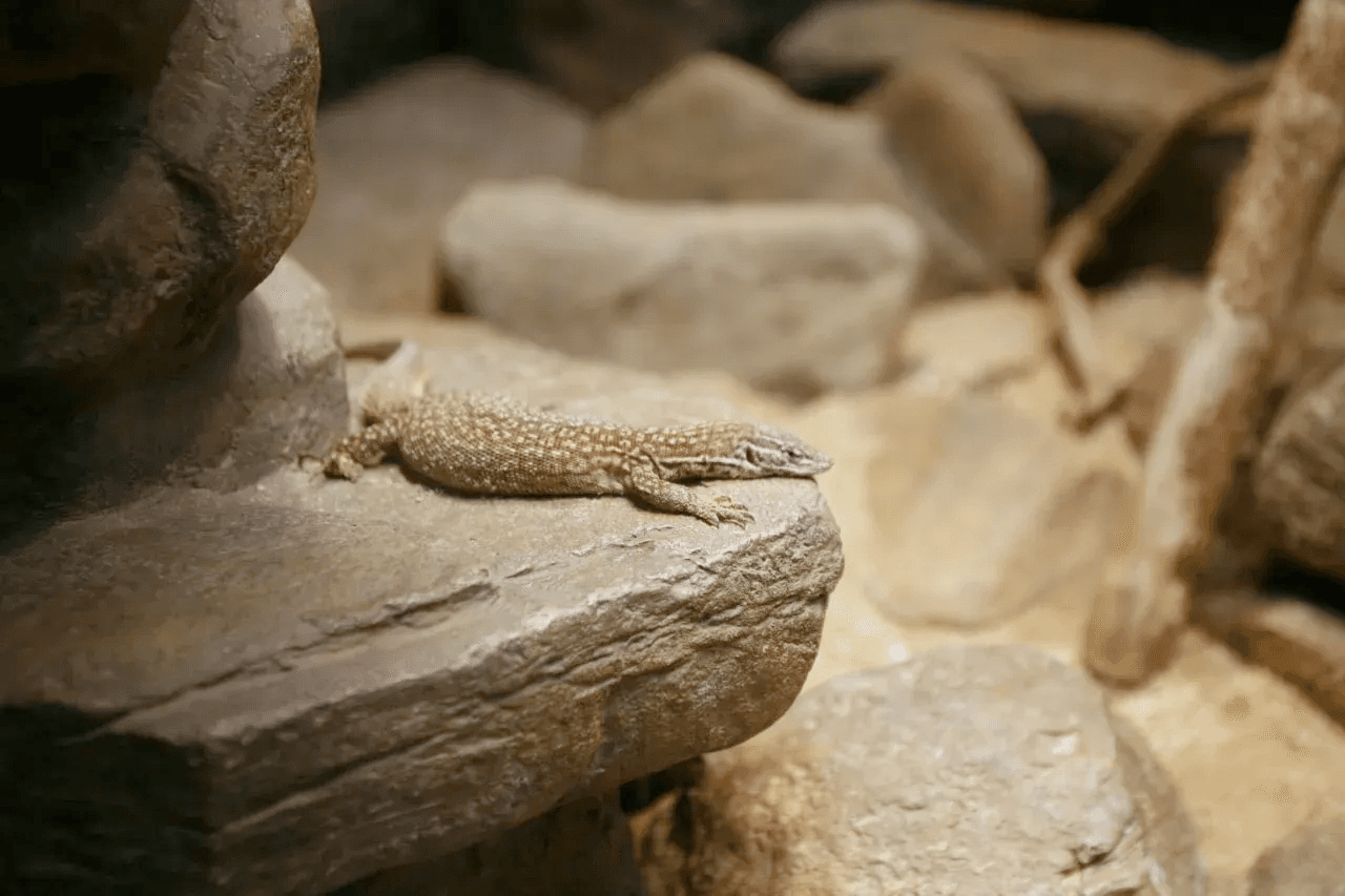 ackie monitor basking on a large rock ledge
