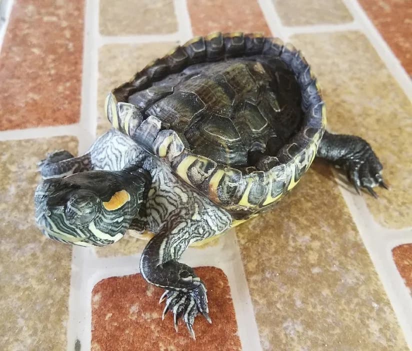 Red-Eared Slider with unhealthy shell