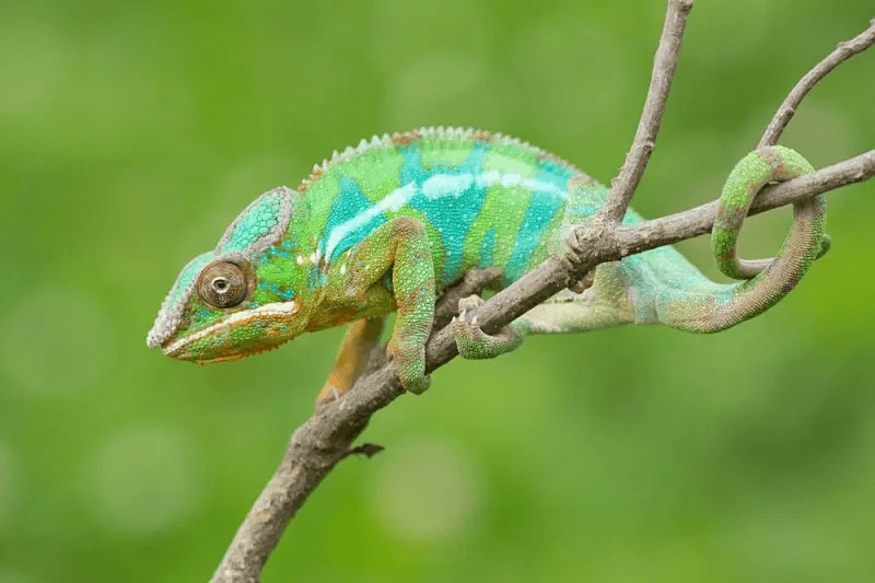panther chameleon