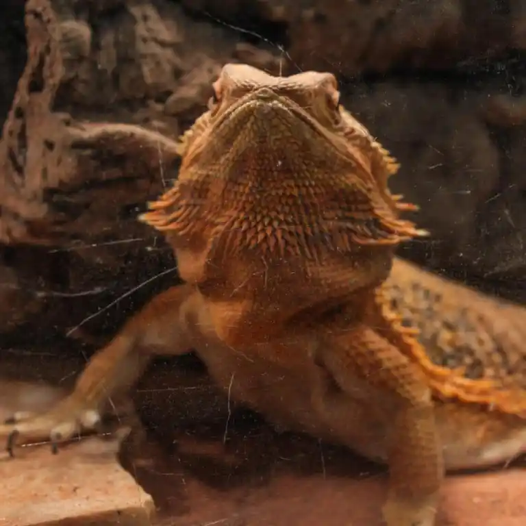 bearded dragon