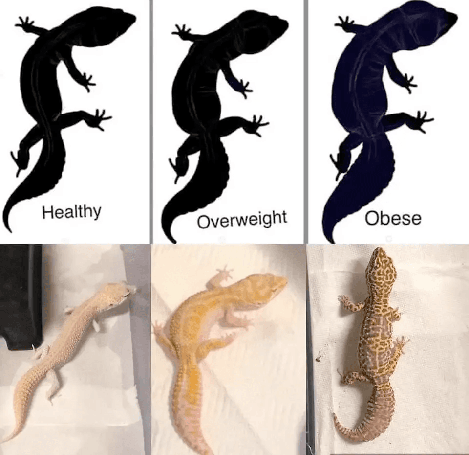 chart of leopard gecko weight examples