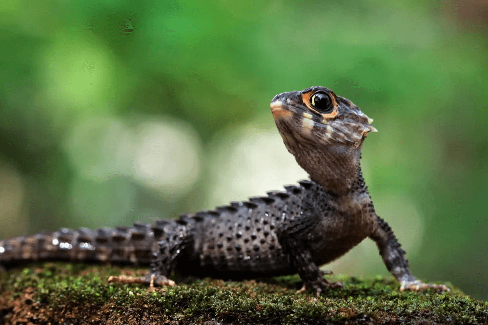 crocodile skink