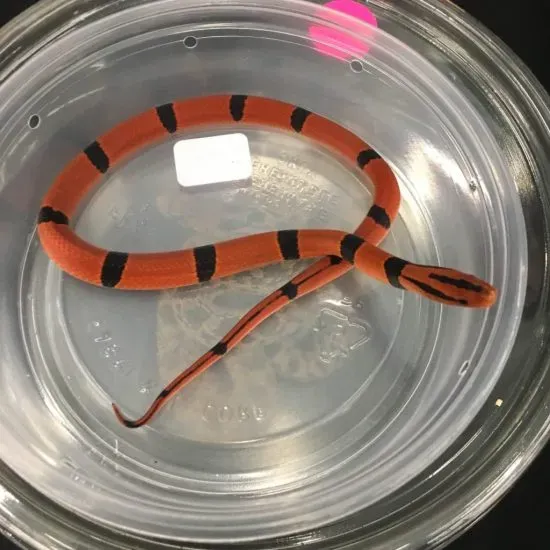 Bamboo ratsnake (Oreocryptophis porphyraceus)