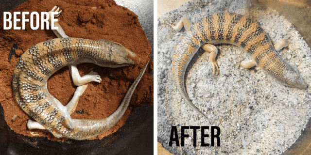 Is it Inhumane to Keep Exotics as Pets? — The Ethics of Reptile Keeping