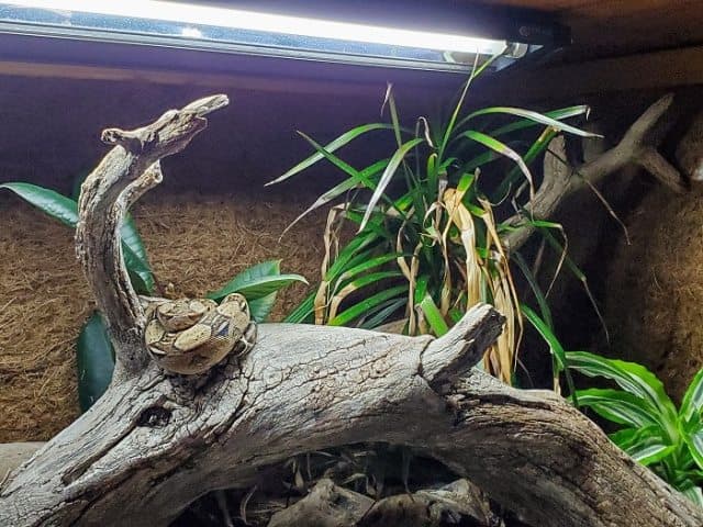 Essay: Why All Pet Reptiles Need UVB Light