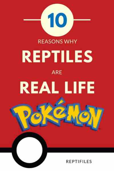 10 Reasons Reptiles Are Real Life Pokémon