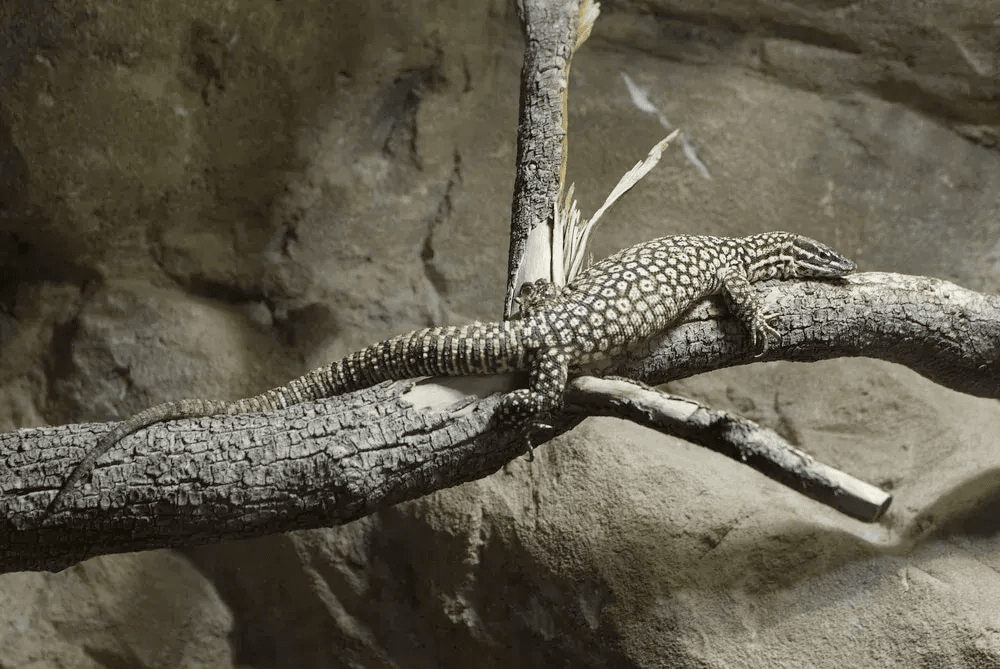 ackie monitor laying outstretched on large branch