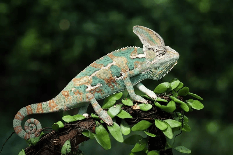 veiled chameleon