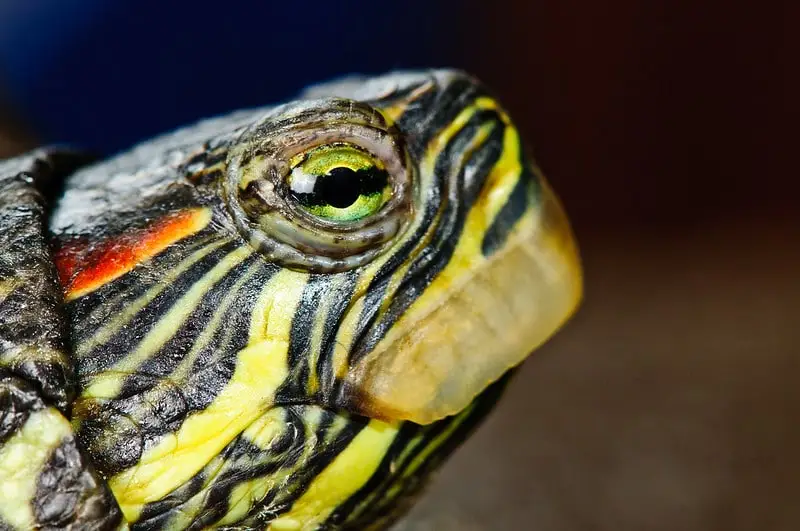 Turtle with overgrown beak