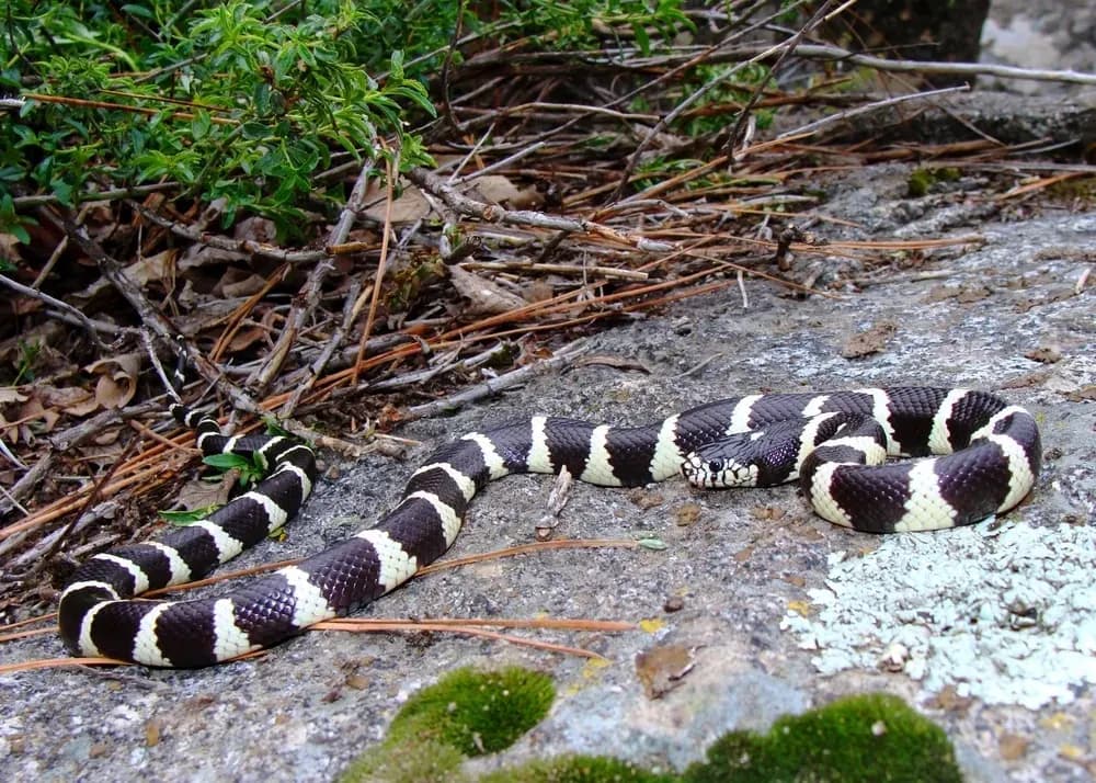 Kingsnake on a mossy rock