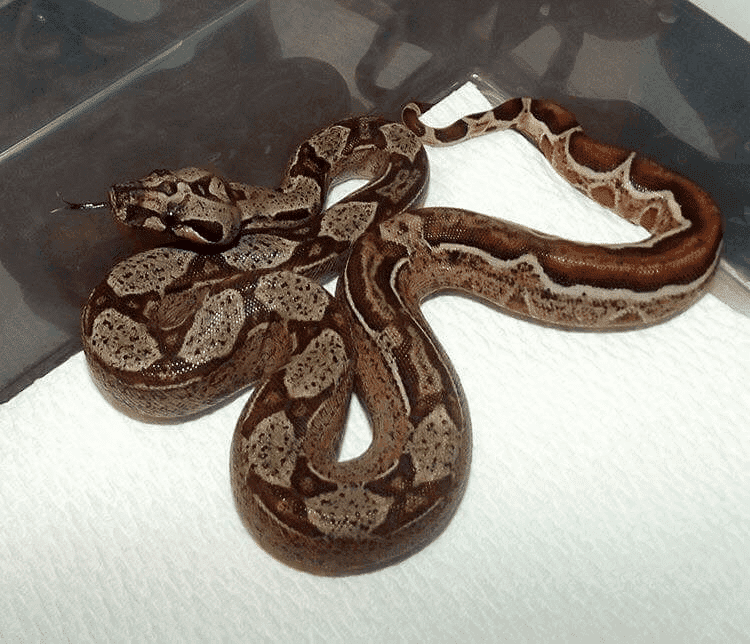 boa constrictor in plastic tub