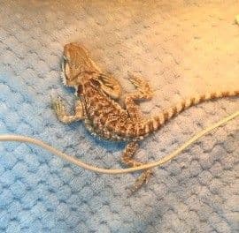 Should You Buy the Kids a Reptile for Christmas?