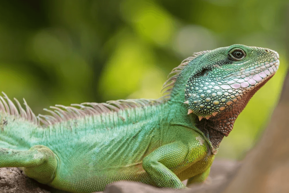 chinese water dragon