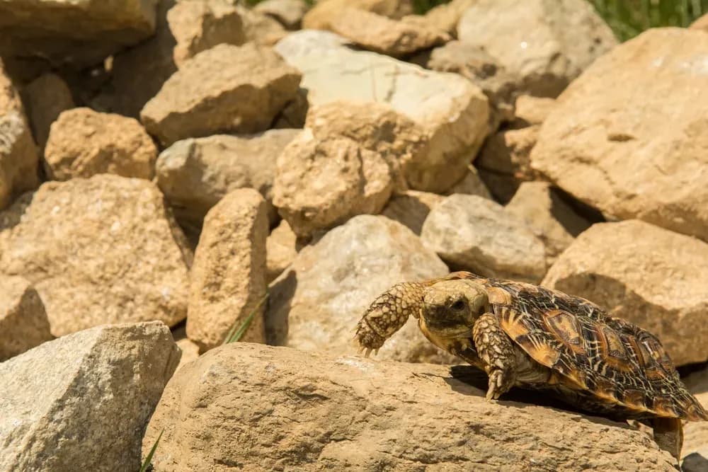 Pancake Tortoise climbing over rocks