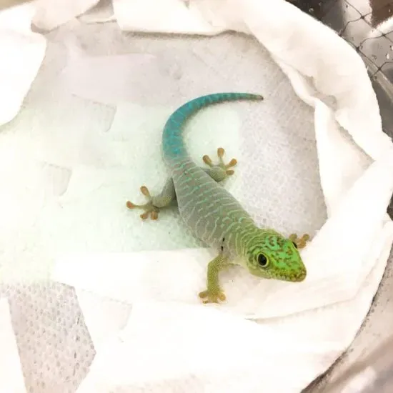 Standing's day gecko