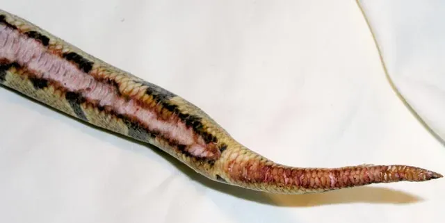 python tail with burn
