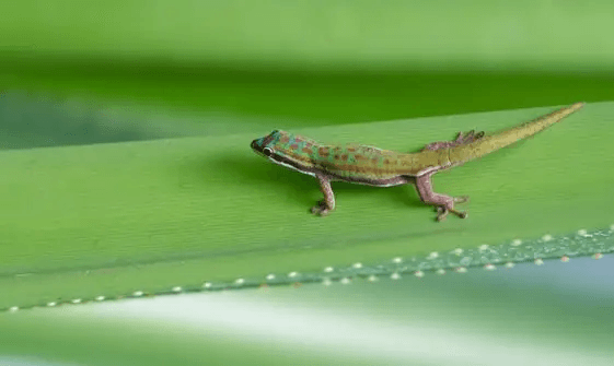 blue tailed day gecko