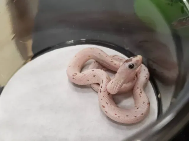 Palmetto corn snake