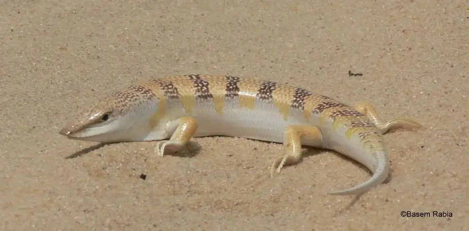 Potential female S. scincus